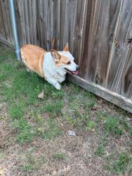 Reunited Male Dog last seen 30th and Hammond, Bethany, OK 73008