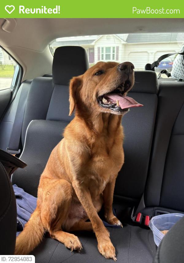 Reunited Male Dog last seen Bryson and Ballentine st, Hope Mills, NC 28348