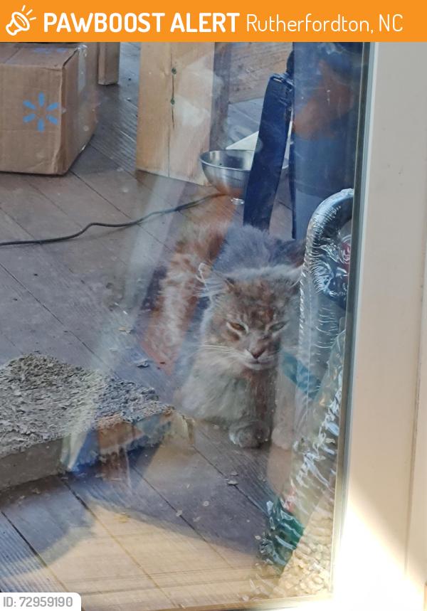 Found/Stray Unknown Cat last seen Rock springs rd. , Rutherfordton, NC 28139