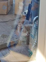 Found/Stray Unknown Cat last seen Rock springs rd. , Rutherfordton, NC 28139