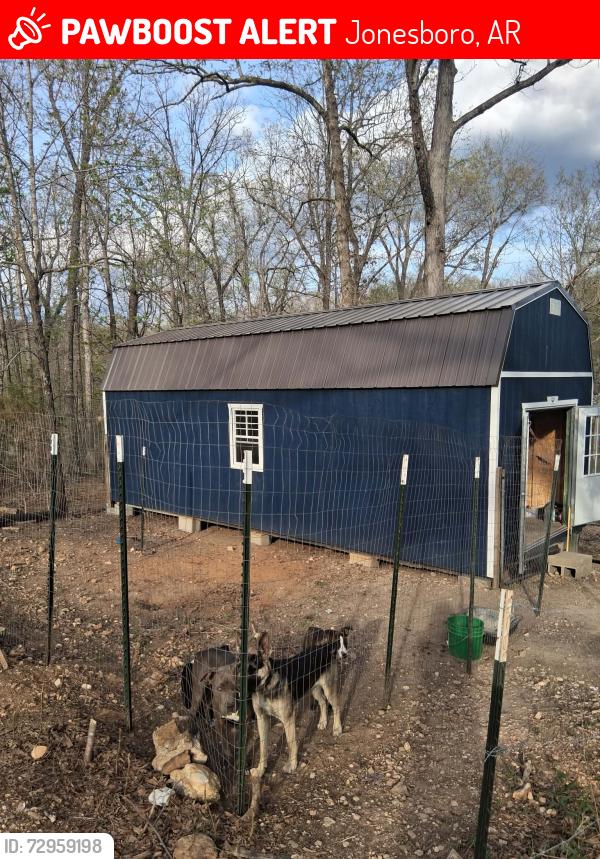 Lost Female Dog last seen CR 318, Jonesboro, AR 72401