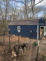 Lost Female Dog last seen CR 318, Jonesboro, AR 72401