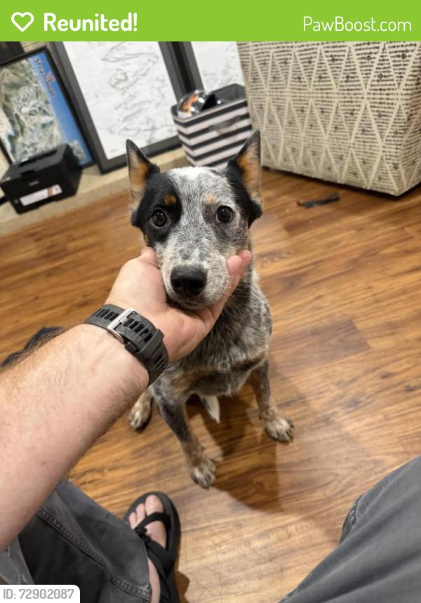 Reunited Female Dog last seen Near sydnor road, Spartanburg, SC 29307