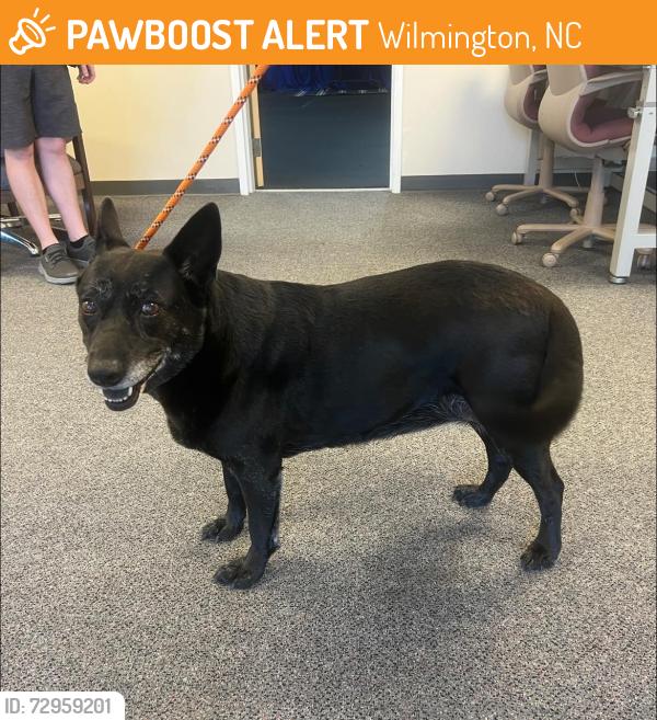 Found/Stray Female Dog last seen Dutch Square off of Market Street, Wilmington, NC 28405