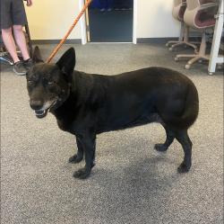 Found/Stray Female Dog last seen Dutch Square off of Market Street, Wilmington, NC 28405