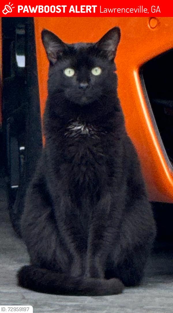 Lost Male Cat last seen Chandler Rd, Leach Dr, Lawrenceville, GA 30045