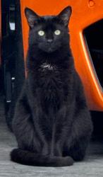 Lost Male Cat last seen Chandler Rd, Leach Dr, Lawrenceville, GA 30045