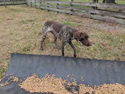 Reunited Female Dog last seen Lake Buffum Rd and Buffum Lake Trail, Fort Meade, FL 33841
