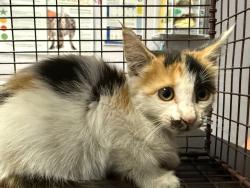 Shelter Stray Female Cat last seen Bexar County, New Braunfels, TX 78130