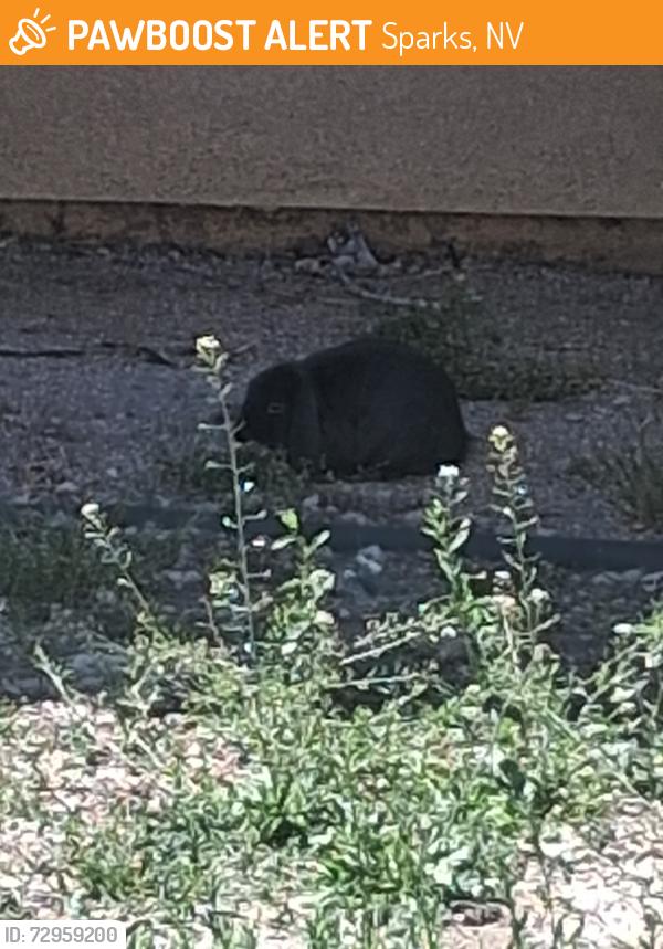 Surrendered Unknown Rabbit last seen Greenbrae and el rancho, Sierra woods apmts , Sparks, NV 89431