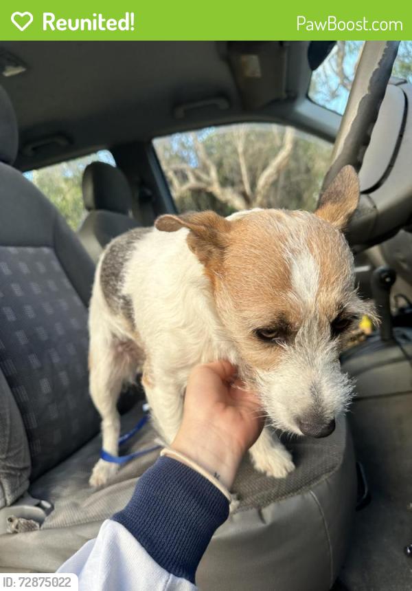 Reunited Female Dog last seen Near Mitc street cross McKinnon street, North Ward, QLD 4810