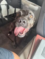 Reunited Male Dog last seen Near Country Meadows Dr, Tomball, TX 77375, USA, Tomball, TX 77375