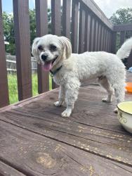Found/Stray Male Dog last seen liberty school rd and pelican bay boat ramp, Azle, TX 76020