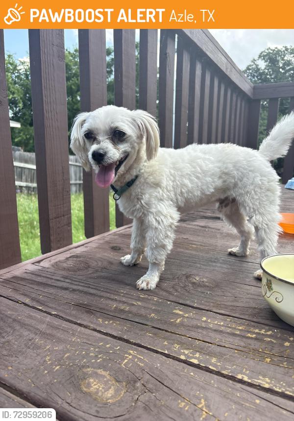 Found/Stray Male Dog last seen liberty school rd and pelican bay boat ramp, Azle, TX 76020
