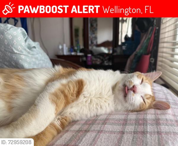 Lost Male Cat last seen Wellington the landings , Wellington, FL 33414