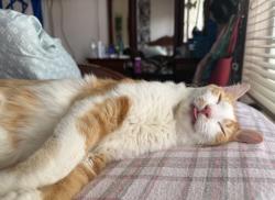 Lost Male Cat last seen Wellington the landings , Wellington, FL 33414