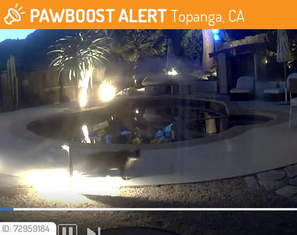 Found/Stray Unknown Cat last seen Dead Horse Lot, Topanga, CA 90290