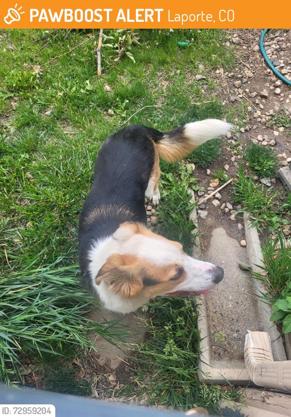 Found/Stray Male Dog last seen Rifle Road, Laporte, CO 80535