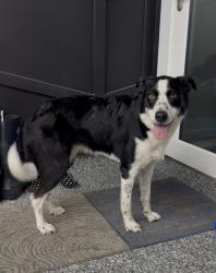 Reunited Female Dog last seen Herbert St, Port Orange, FL 32129