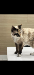 Reunited Female Cat last seen By granite credit union , Millcreek, UT 84106