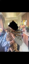Reunited Male Cat last seen E Baseline Rd, Rialto, CA, USA, Rialto, CA 92376