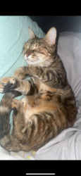 Lost Female Cat last seen aileron ave, Escambia County, FL 32506