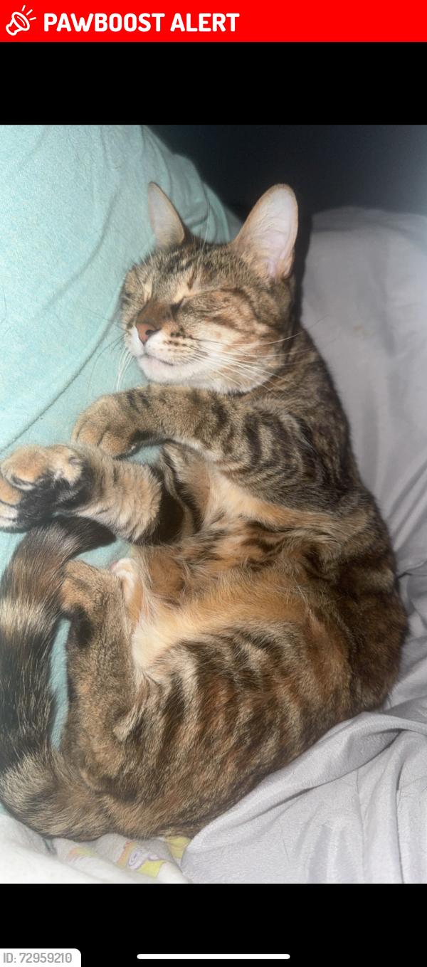 Lost Female Cat last seen aileron ave, Escambia County, FL 32506