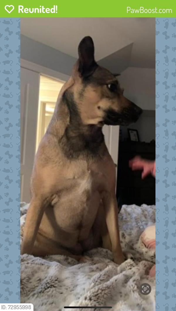 Reunited Female Dog last seen Fire station off Bowes , Elgin, IL 60124