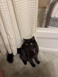 Lost Male Cat last seen 115th st and n el, Oklahoma City, OK 73114