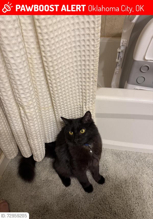 Lost Male Cat last seen 115th st and n el, Oklahoma City, OK 73114