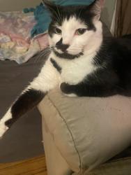 Lost Male Cat last seen Warren rd and Southfield freeway , Detroit, MI 48228