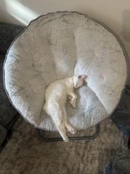Lost Male Cat last seen Butte and Olympia st, Modesto, CA 95358