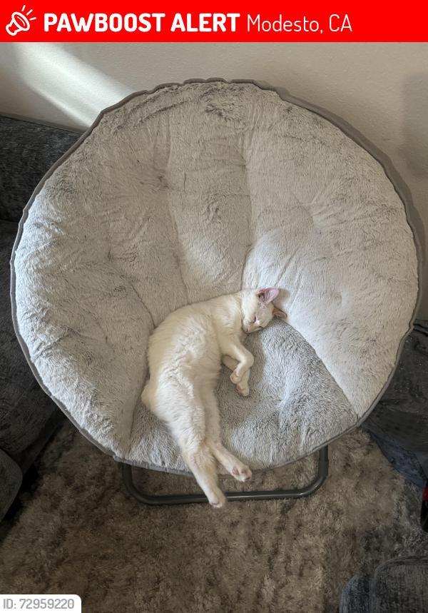 Lost Male Cat last seen Butte and Olympia st, Modesto, CA 95358