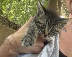 Found/Stray Unknown Cat last seen Near S White Station Rd Memphis, TN  38117 United States, Memphis, TN 38117