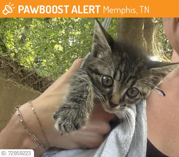Found/Stray Unknown Cat last seen Near S White Station Rd Memphis, TN  38117 United States, Memphis, TN 38117