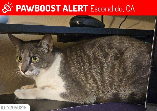 Lost Female Cat last seen Citrus, Escondido, CA 92027