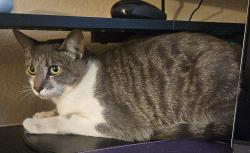Lost Female Cat last seen Citrus, Escondido, CA 92027