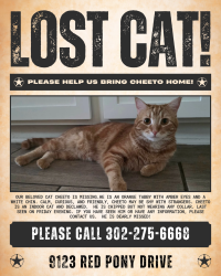 Lost Male Cat last seen Red Pony Drive, San Antonio, TX 78254