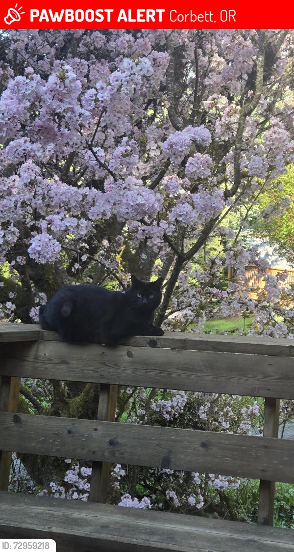 Lost Male Cat last seen Little page and louden, Corbett, OR 97019