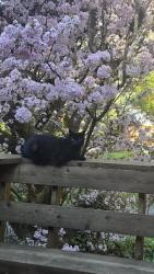 Lost Male Cat last seen Little page and louden, Corbett, OR 97019