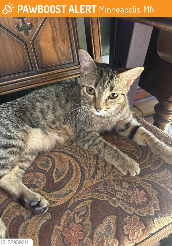 Found/Stray Female Cat last seen W 25th St and Bryant Ave S, Minneapolis, MN 55405