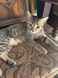 Found/Stray Female Cat last seen W 25th St and Bryant Ave S, Minneapolis, MN 55405