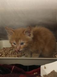 Shelter Stray Male Cat last seen Near BLOCK S WAVERLY LN, FRESNO, CA 93727, Fresno, CA 93727