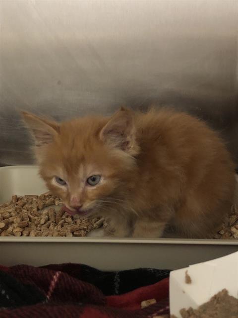 Shelter Stray Male Cat last seen Near BLOCK S WAVERLY LN, FRESNO, CA 93727, Fresno, CA 93727