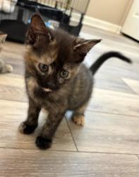 Shelter Stray Female Cat last seen CHARLOTTE, Charlotte, NC 28217