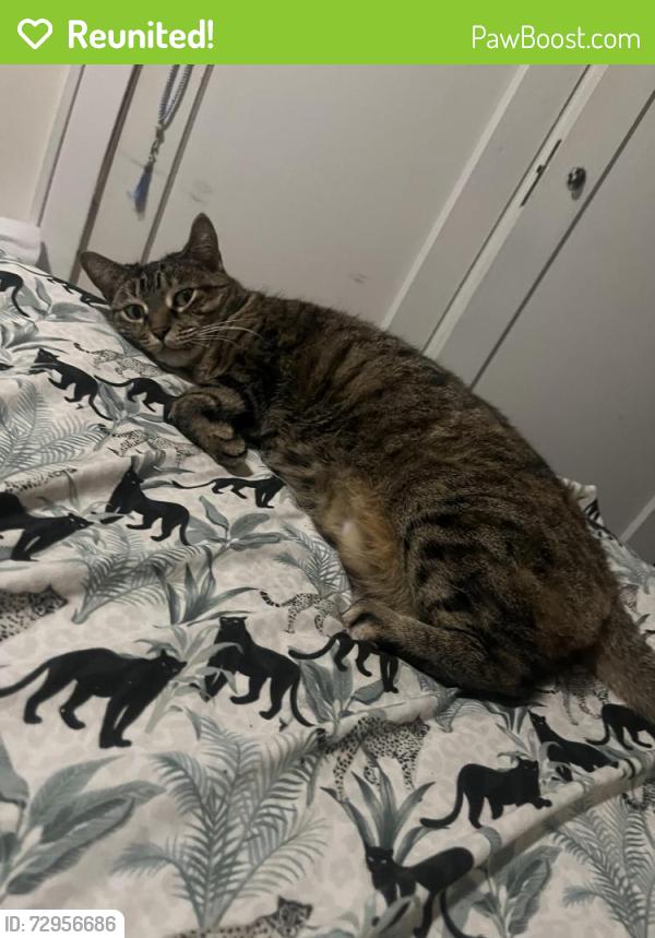 Reunited Female Cat last seen Near Morris Street/257 Yates Street, Albany, NY 12208