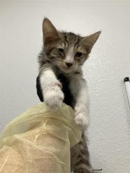 Shelter Stray Male Cat last seen Near BLOCK N CARICA AVE, FRESNO CA 93722 3331, Fresno, CA 93727