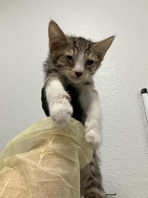 Shelter Stray Male Cat last seen Near BLOCK N CARICA AVE, FRESNO CA 93722 3331, Fresno, CA 93727