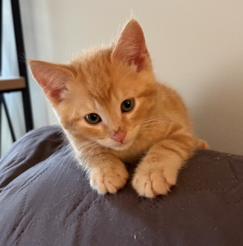 Shelter Stray Male Cat last seen CHARLOTTE, Charlotte, NC 28217