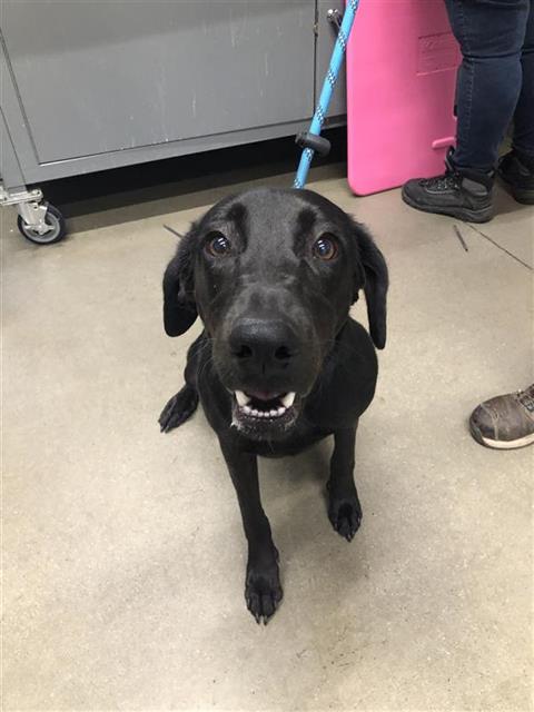 Shelter Stray Female Dog last seen Near BLOCK N BLACKSTONE AVE, FRESNO CA 93710 3506, Fresno, CA 93727